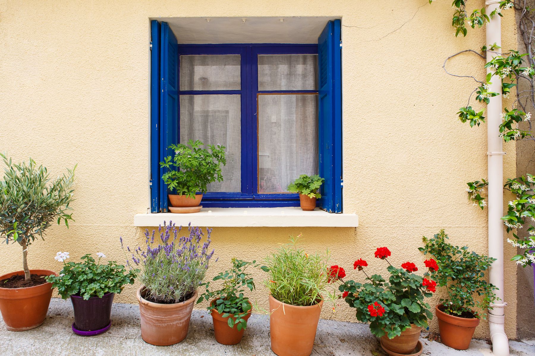 Azulejo-Blue-premium