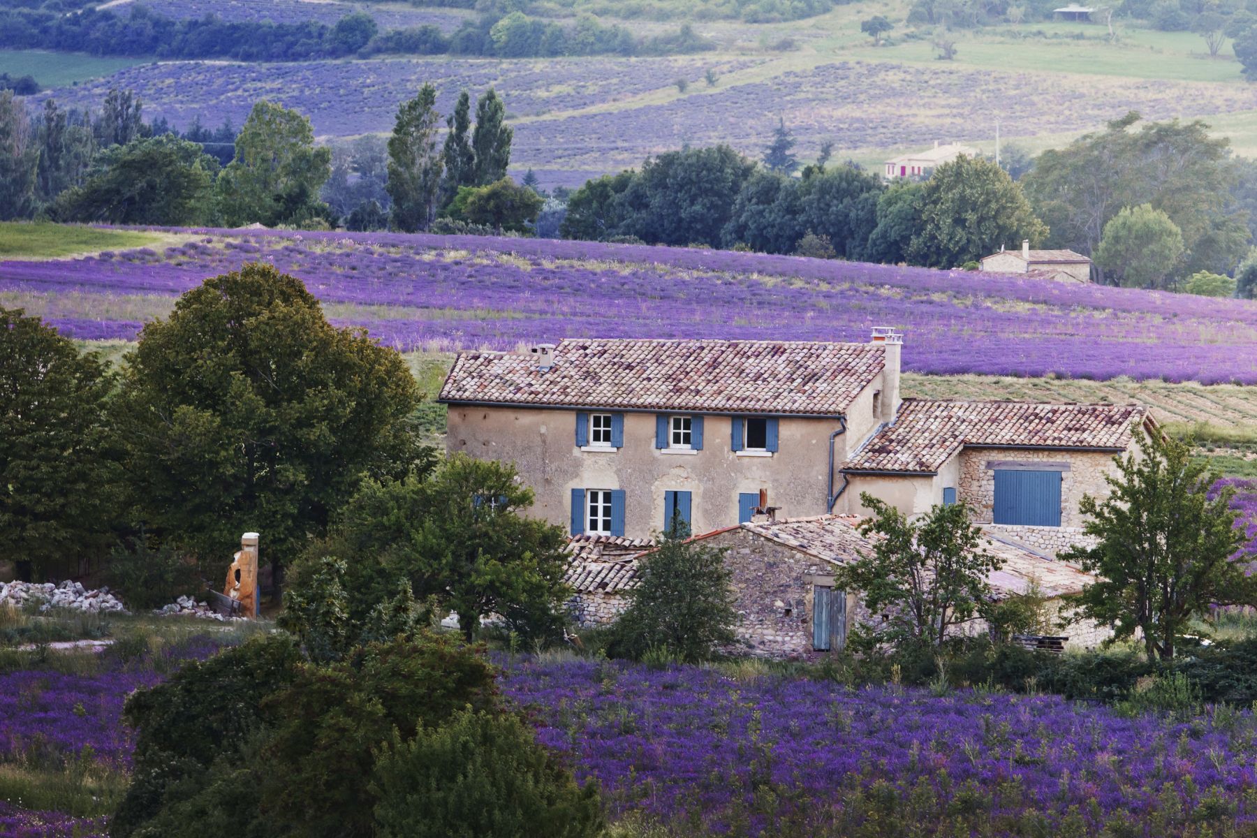 Lavender-Blue-premium